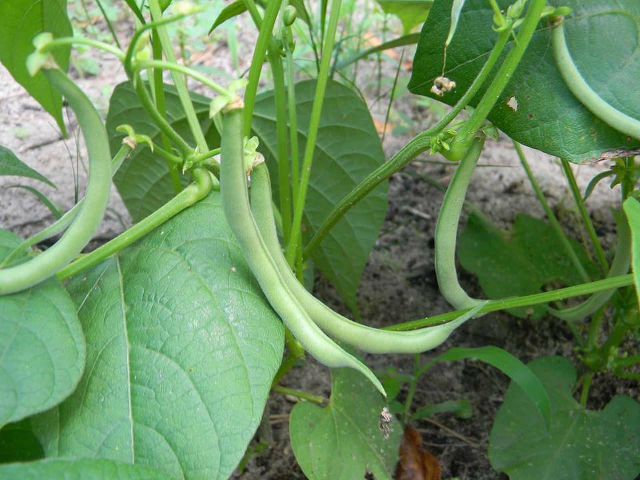 Contender Bush Green Bean Seeds, NON-GMO, Early Harvest, Stringless, FREE SHIP
