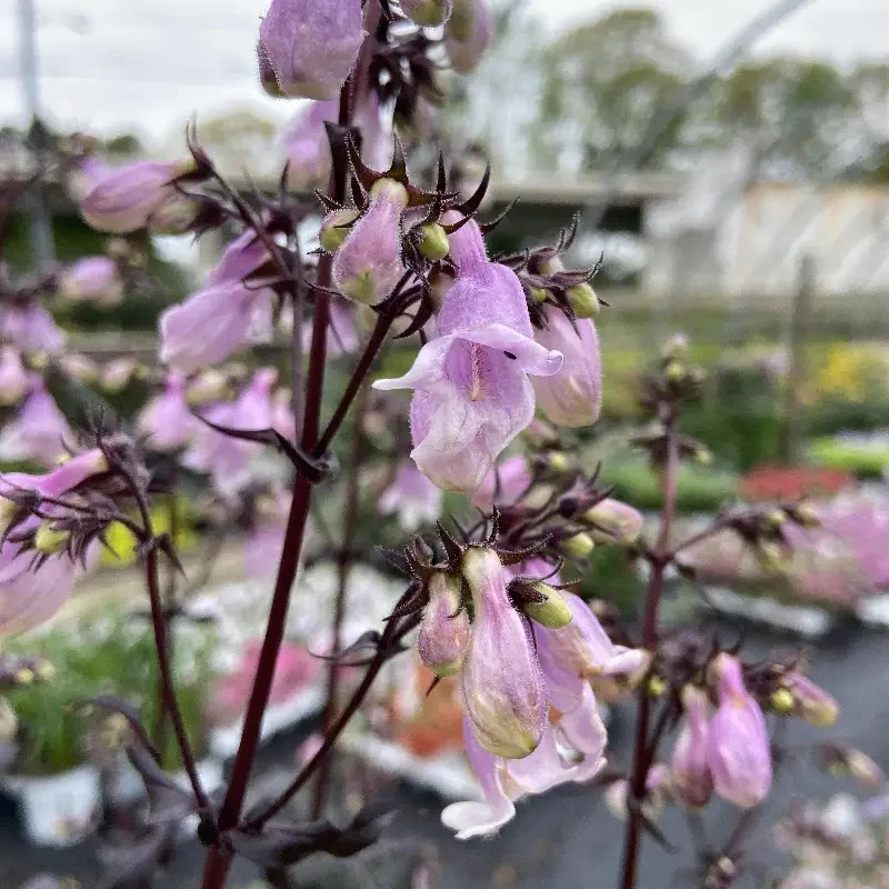 MIDNIGHT MASQUERADE PENSTEMON LIVE STARTER PLANT (BEARDED TONGUE)