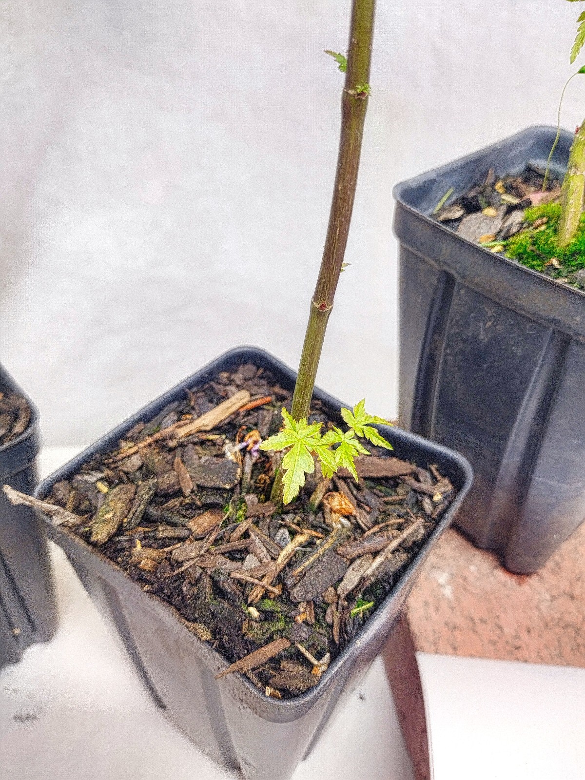 Green Japanese Maple tree in nursery pot. Acer palmatum. Pre Bonsai or Landscape