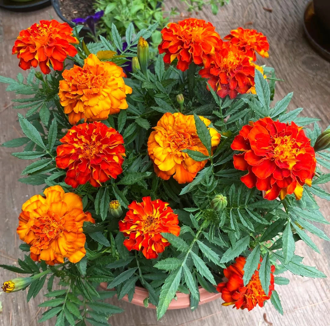 Queen Sophia French Marigold Seeds – For 2025 Planting Medium Tagetes Patulas