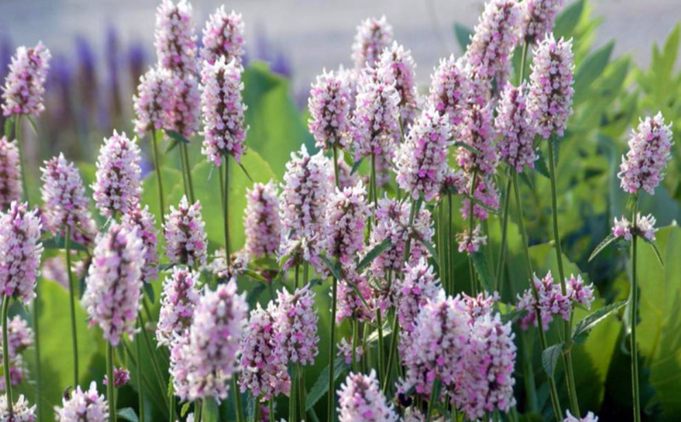 Stachys Betony Summer Crush Live Plant Plug – 1–3″ Tall – Pink Flowering Plant