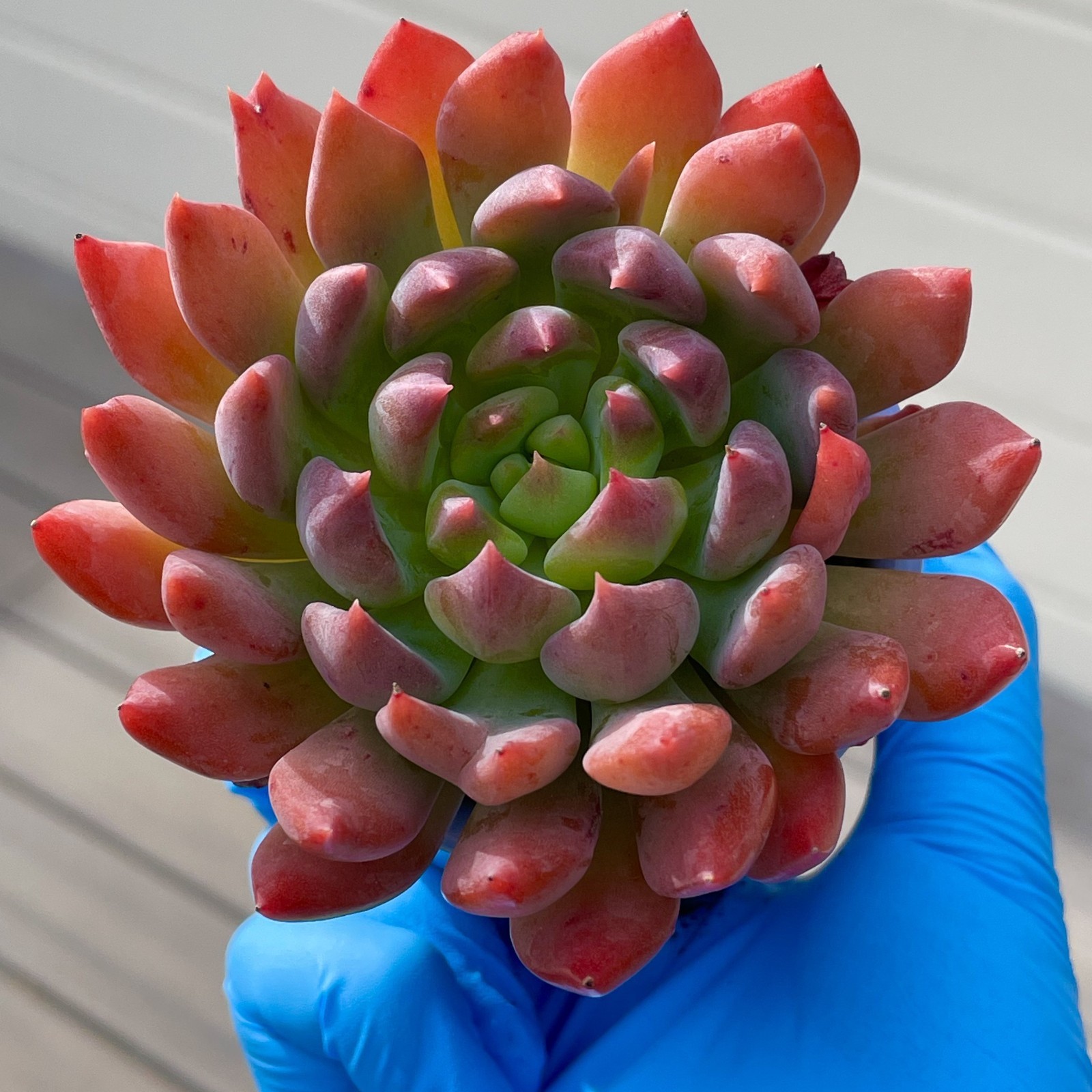 Rare Succulent Dark Elf Fully Rooted Healthy Live Easy Care Plant 2-3 Inches