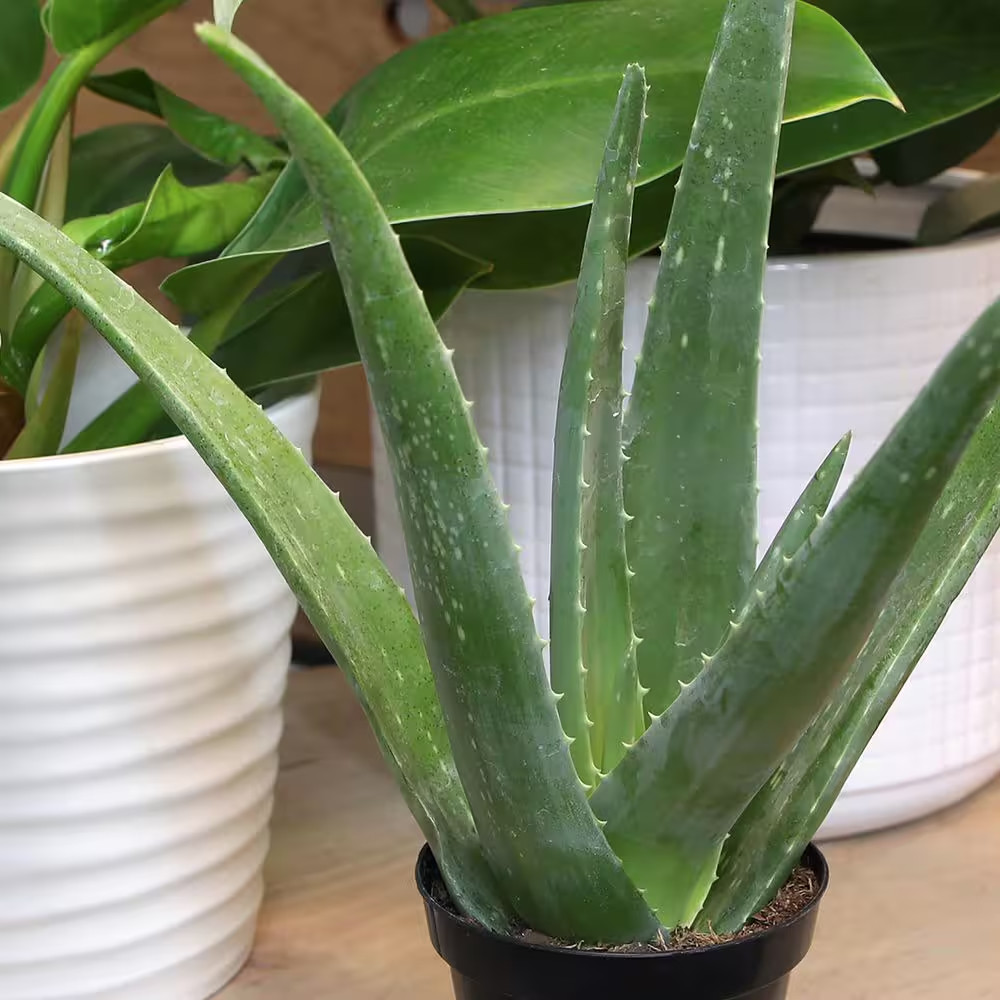 Live Aloe Vera Succulent Plant, (Approx. 10In. Tall), 3.5In. Grower Pot, Easy Li