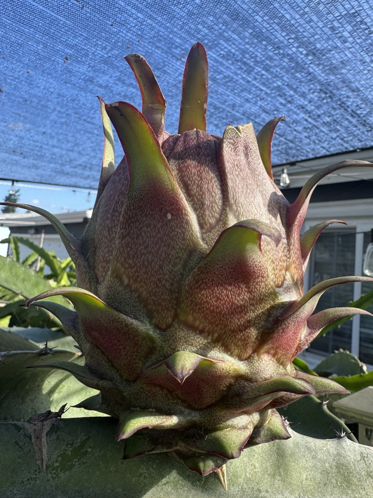 Sweet, White Dragon Fruit Cutting self pollination 8 to 12 inches ￼