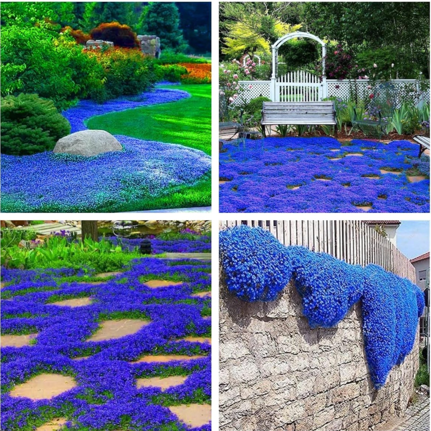 Creeping Thyme Seeds 21000+ Non-GMO Perennial Flower Ground Cover