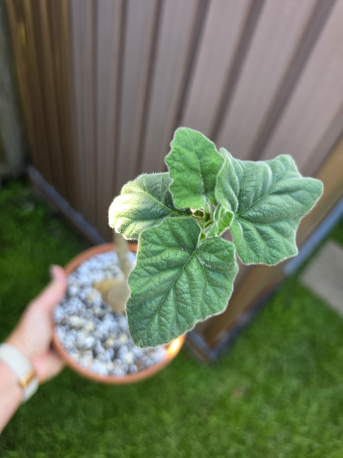 Uncarina Grandidieri Caudex Live Plant