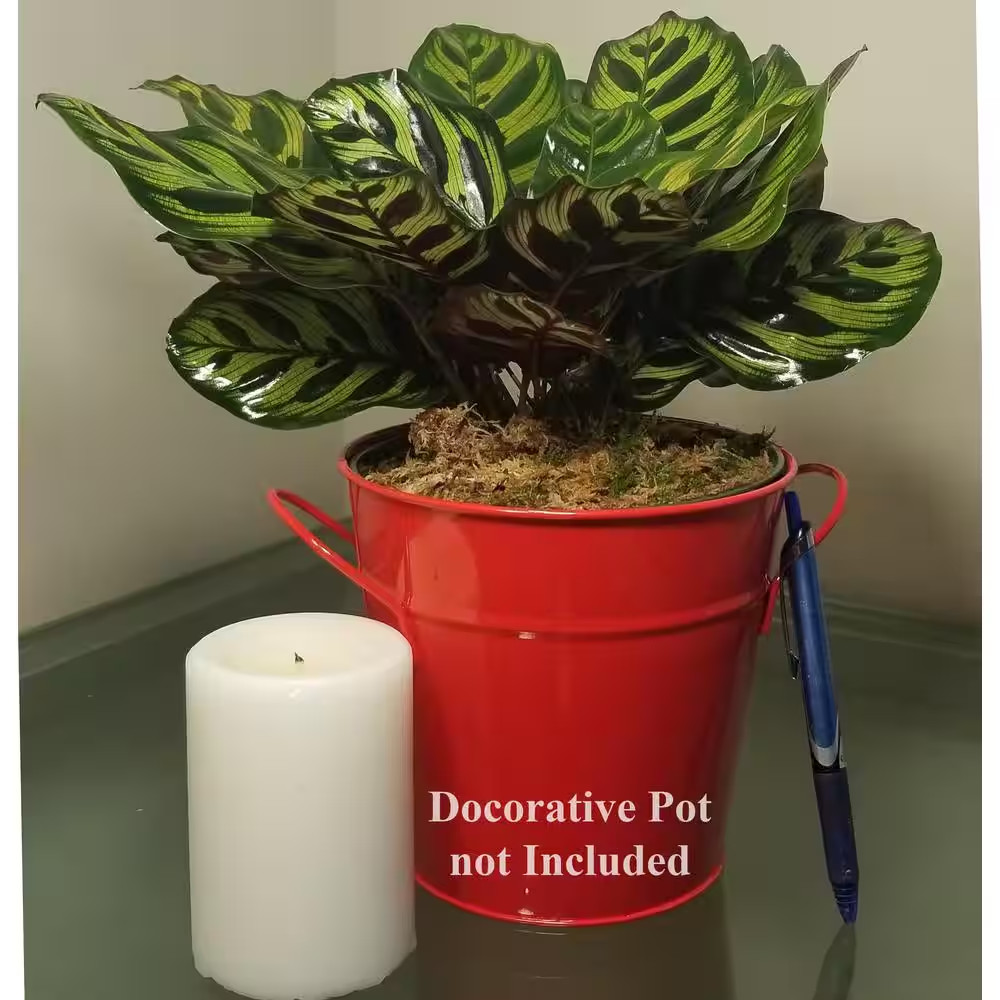 Peacock Plant in 6 In. Grower Pot