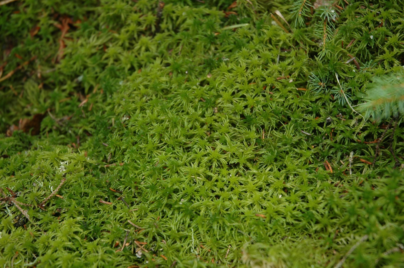 GREEN SPHAGNUM MOSS FRESH1 GALLON BAG 5LBS FOR TERRARIUM BOG GARDEN CARIVOR