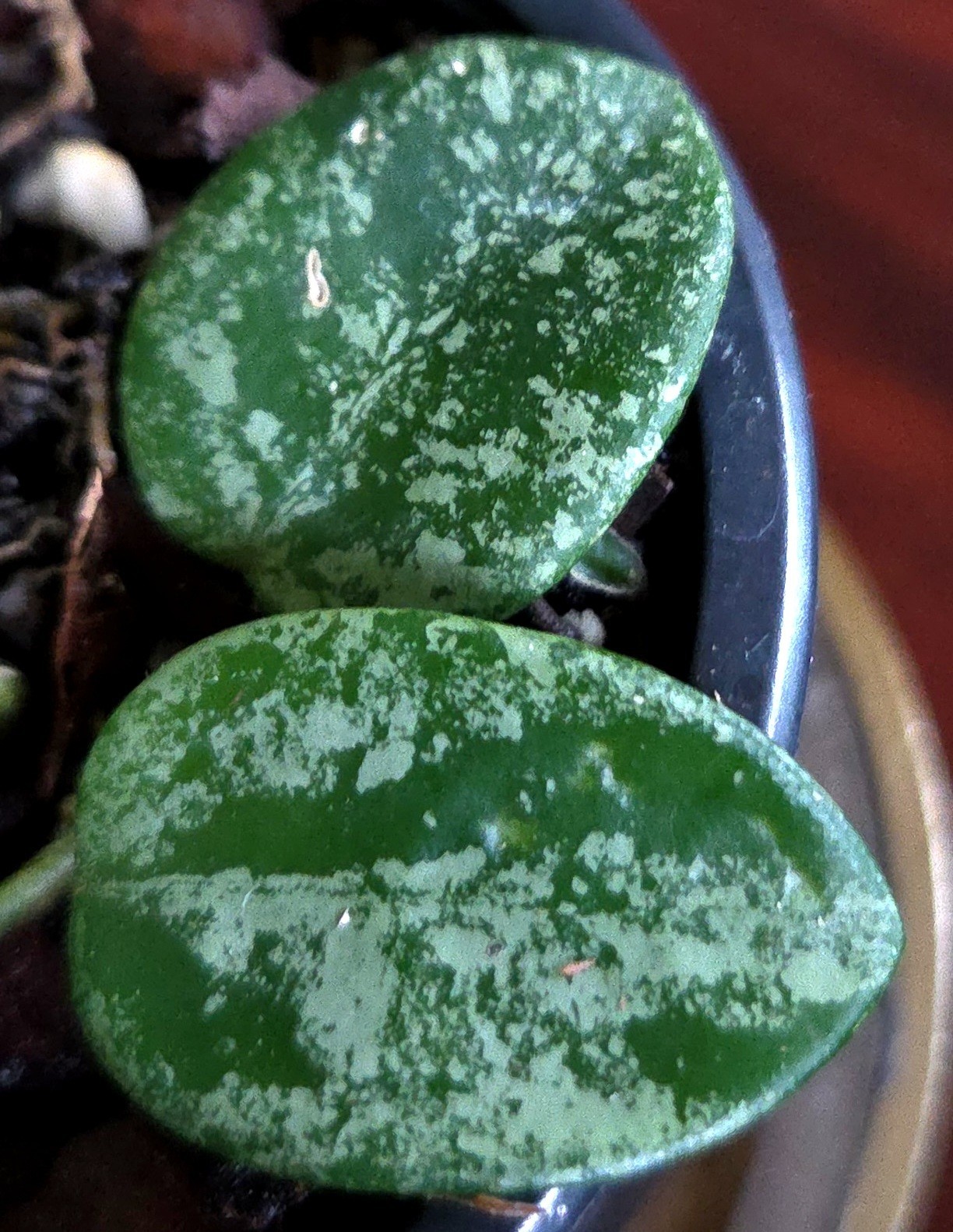RARE Hoya Splashy Carnosa X Serpens 11″ Long No Monstera Philodendron Anthurium
