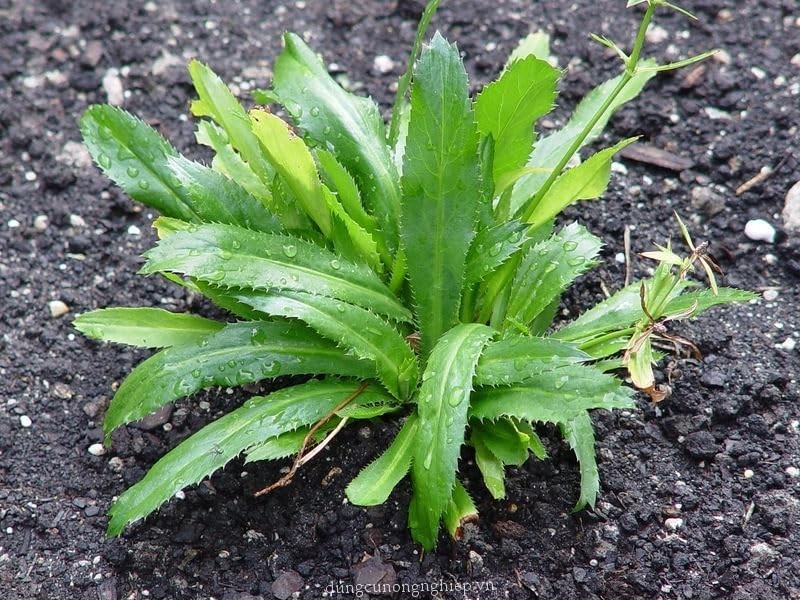 500+ Organic Culantro Seeds – Non-GMO, High Germination Rate for Culinary Exc…