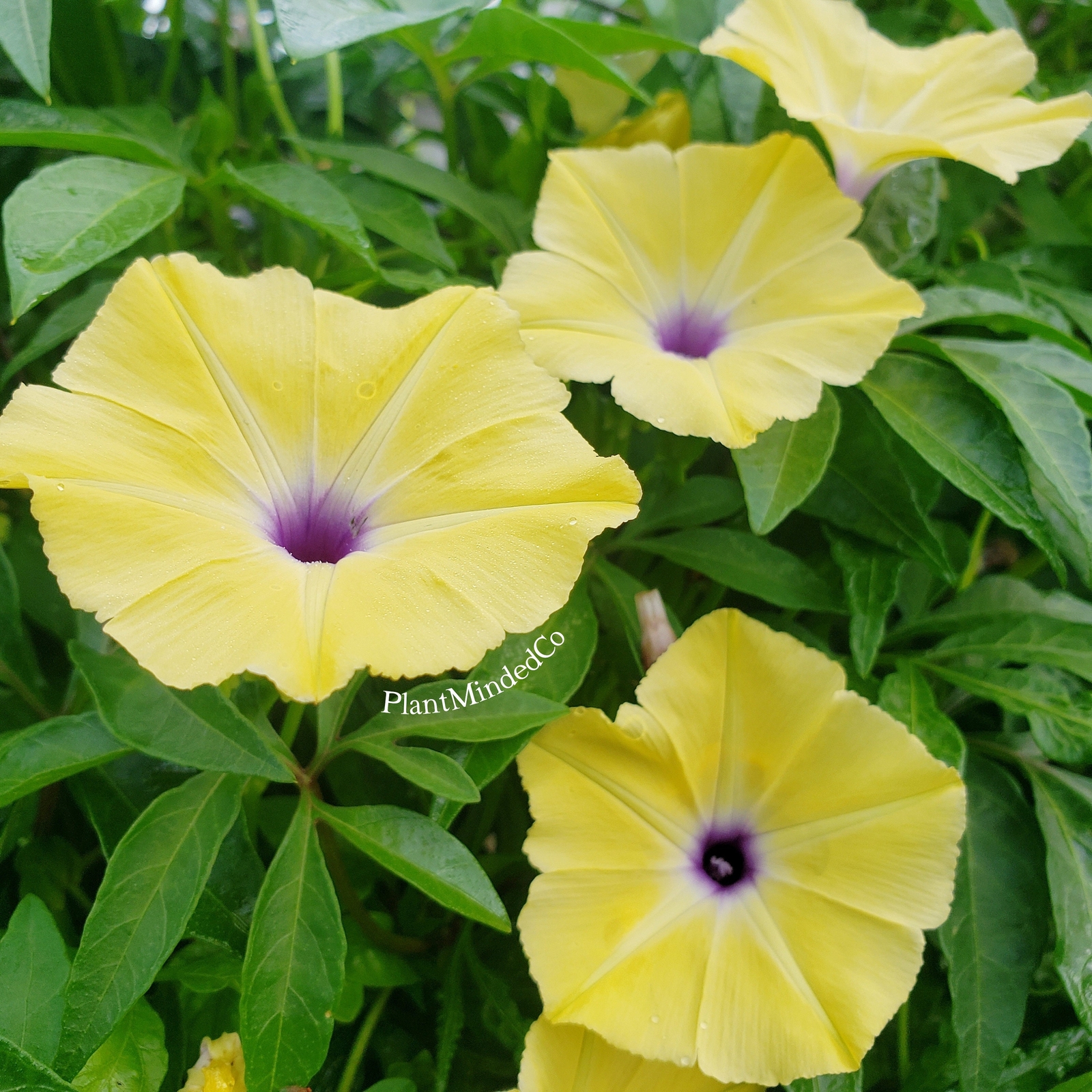 Ipomoea tuberculata | RARE | Yellow Morning Glory | 5 SEEDS