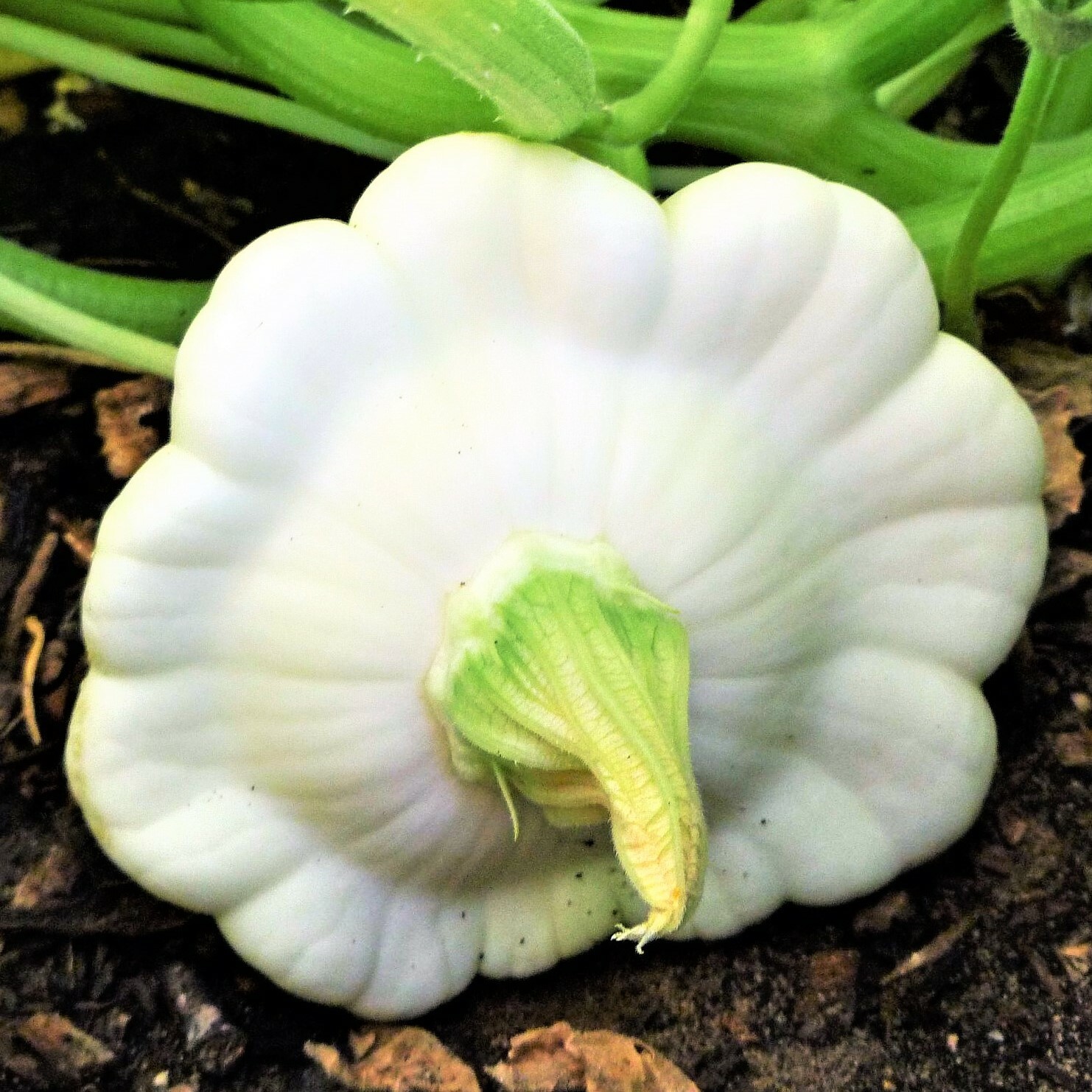Early White Patty Pan Seeds | Heirloom Bush Scallop Custard Summer Squash 2024