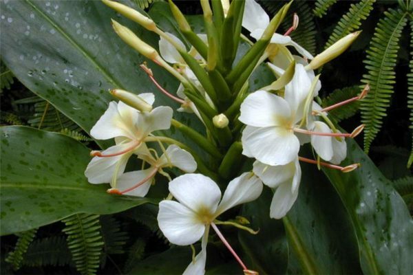 4 PACK HAWAIIAN TROPICAL WHITE GINGER PLANT BARE ROOT – Easy To Grow In/Outdoor