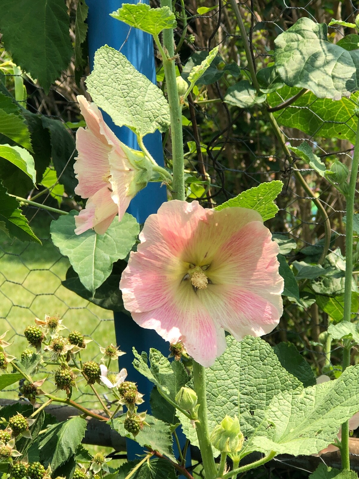 FRESH SEEDS Heirloom Old Fashion HOLLYHOCK Single Color Mix*Organic*Pollinators!