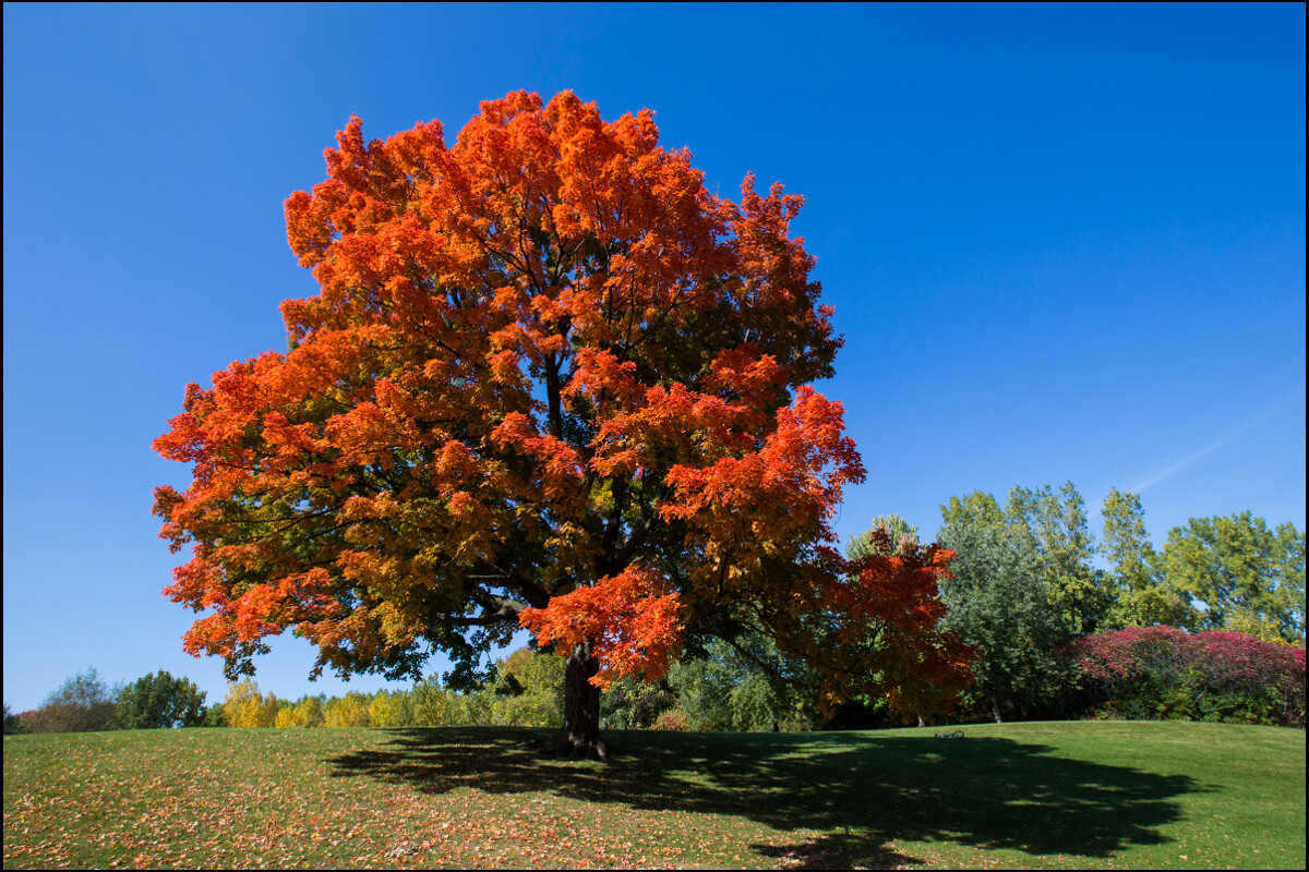 Sugar Maple Tree – 24-36″ Tall Seedling, 2-3 Ft Tall Live Plant – Acer saccharum