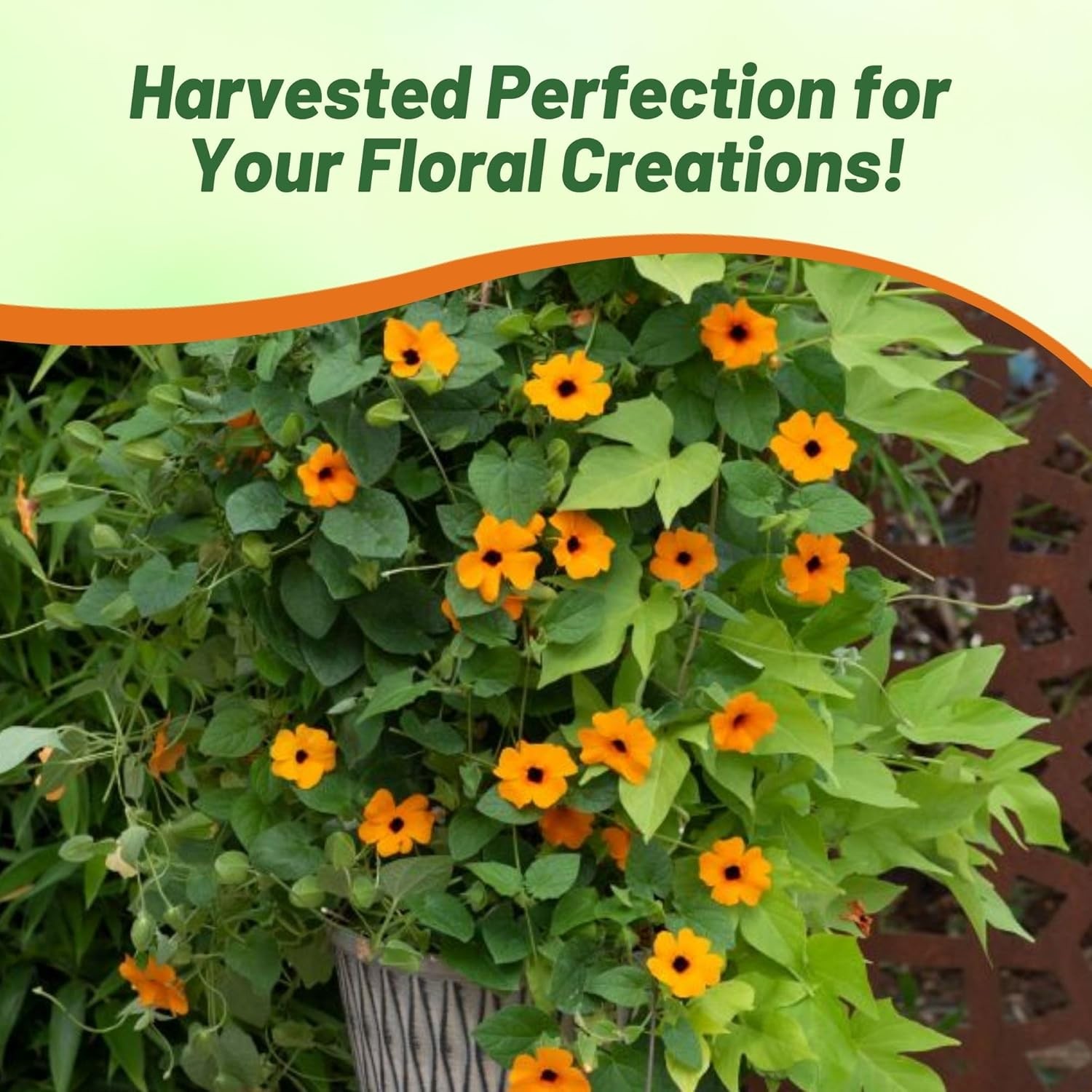 200 Seeds Orange Thunbergia Seeds For Planting – Black Eyed Susan Vine