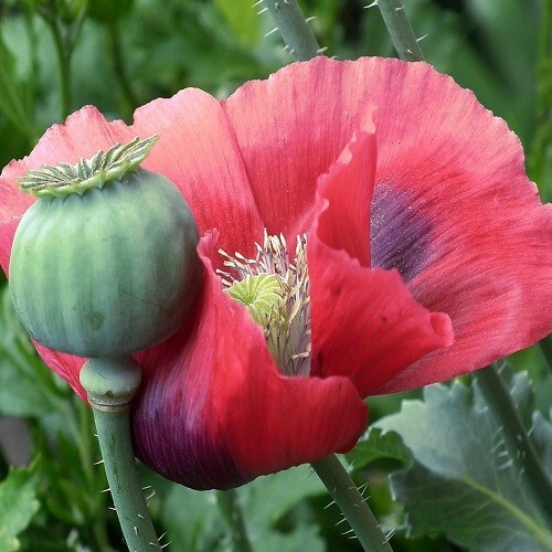 2,500 World’s Largest Giganteum Giant Rattle Poppy Seeds Ready For Planting