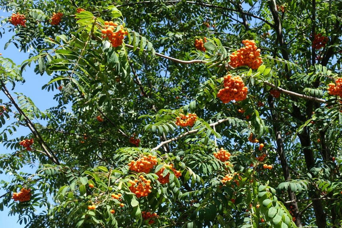 European Mountain Ash Tree – 24-36″ Tall Live Bareroot Plant – Sorbus aucuparia