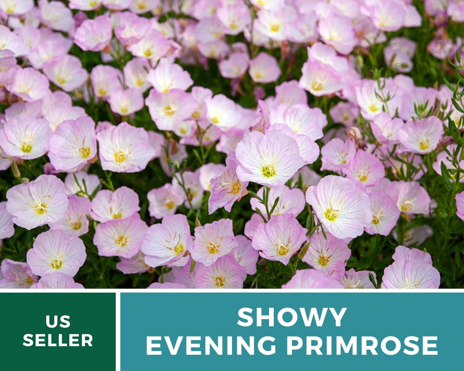 Evening Primrose, Showy (Pink Ladies) – Heirloom Seeds – Medicinal Flower – GMO
