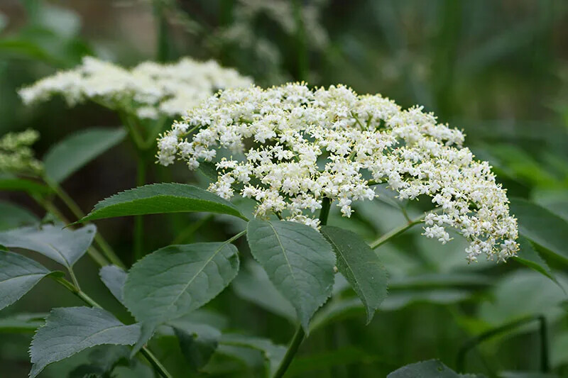 American Elderberry Plants – Sambucus canadensis – 3.5” in Pot 6-12” Height