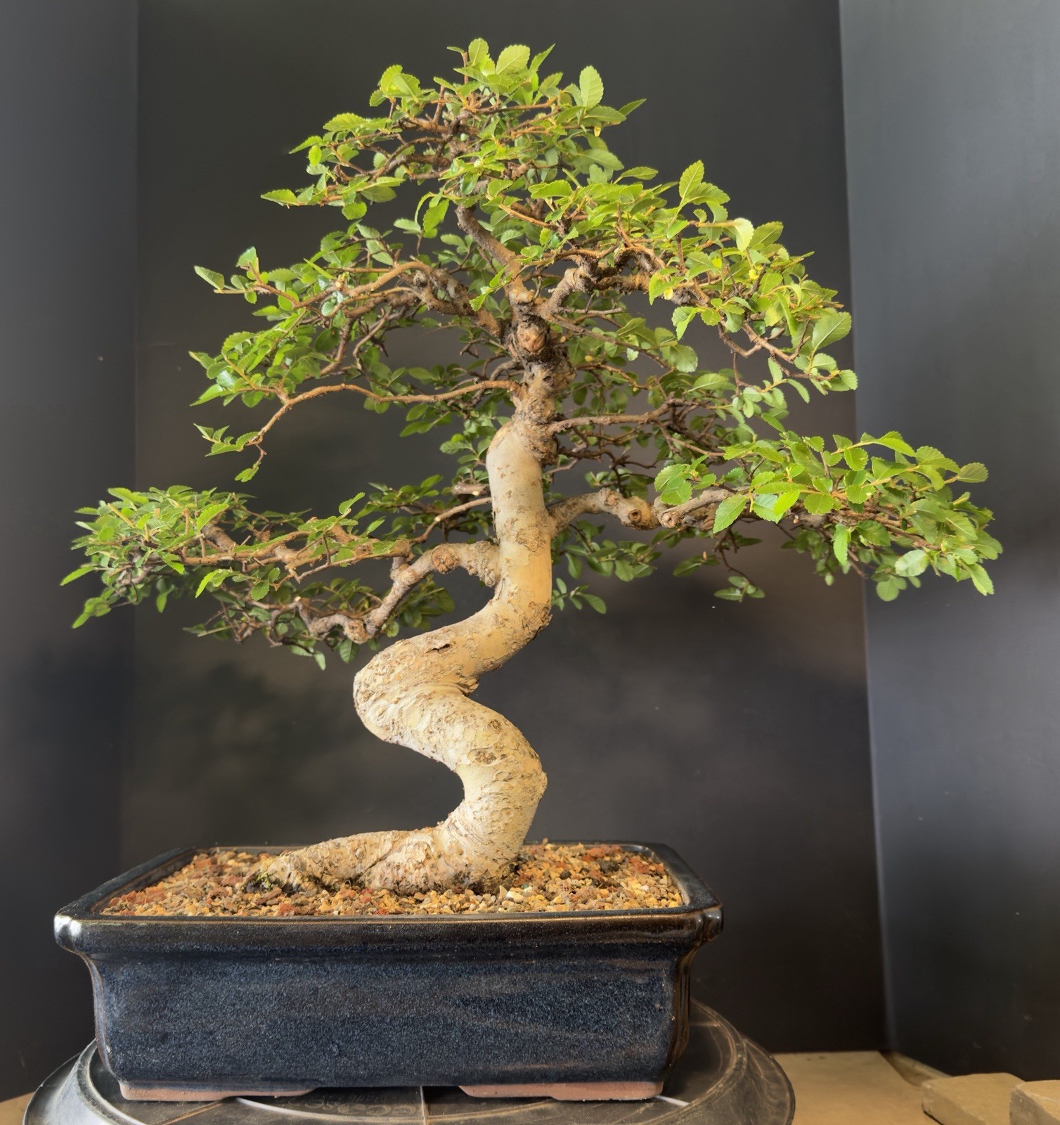 Bonsai Tree Chinese Elm Exposed root over rock 20” tall Blue Glazed Chinese Pot