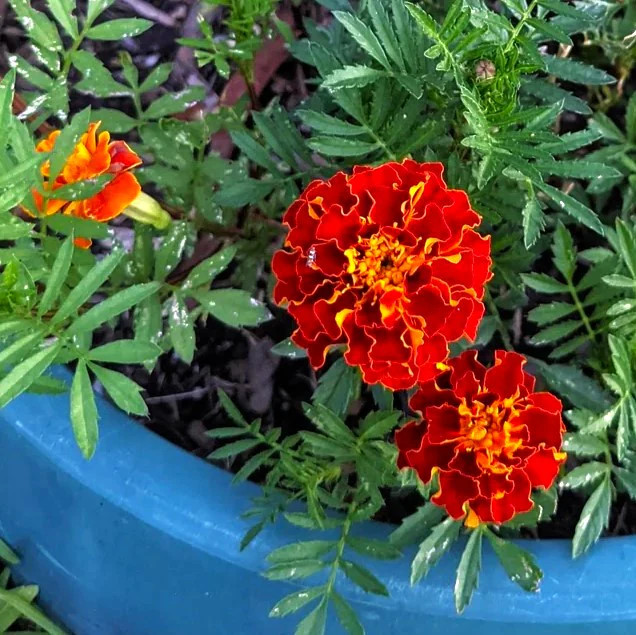 Queen Sophia French Marigold Seeds – For 2025 Planting Medium Tagetes Patulas