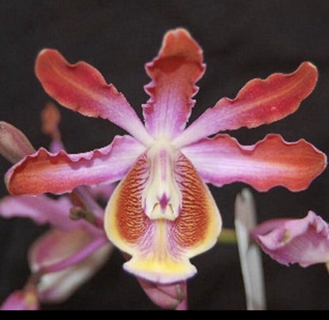 Myrmecophila (Schomburgkia) tibicinis Species Orchid Plant Blooming Size 0709A