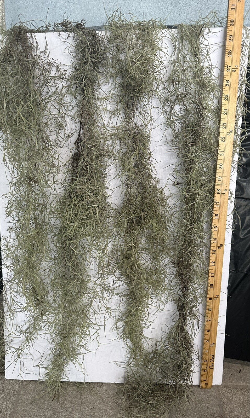 1LB/GAL Fresh Live Flowering SPANISH MOSS from Florida- Tillandsia AIR PLANT