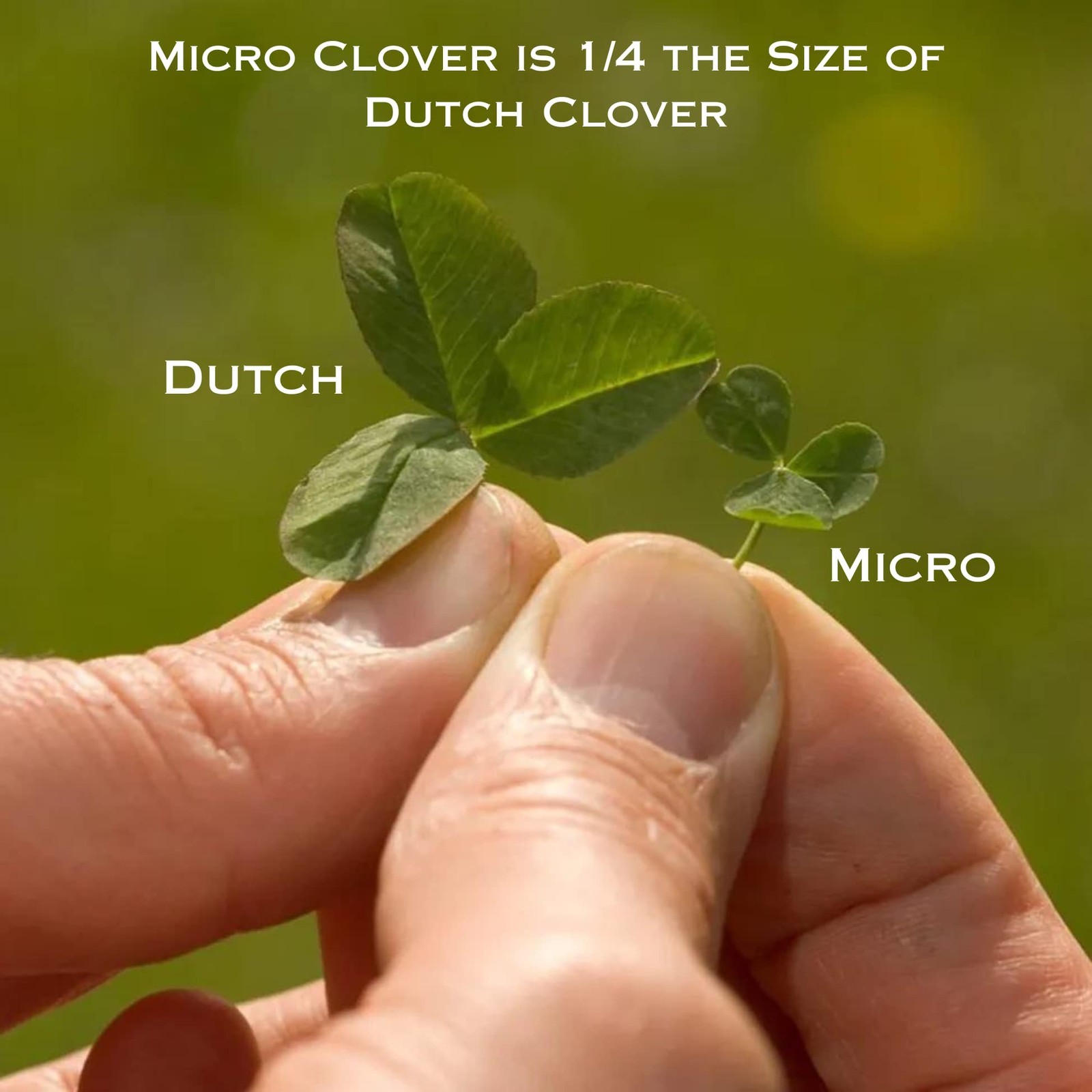 Lawn Seed Feed Micro Clover – 8Oz Nitro-Coated 120000 Total Seed – Transform