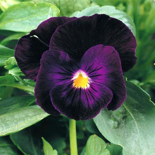 Purple Pansy Seeds, Bergwacth, Swiss Giant Pansies, Viola Seeds, Heirloom, 50ct