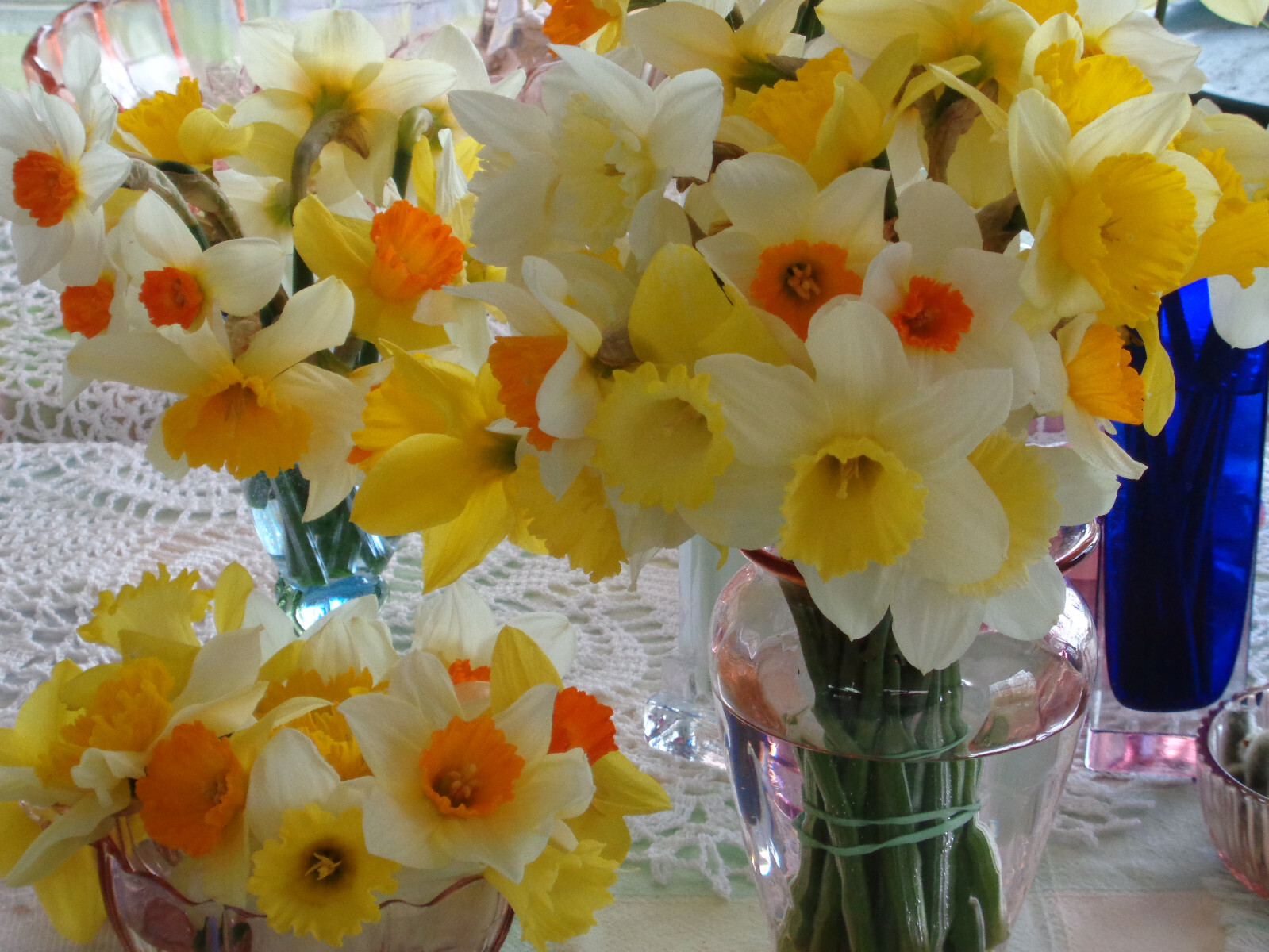 100 fresh DAFFODIL SEEDS Narcissus Jonquils PLANT IN SUMMER / FALL *PlsREAD*