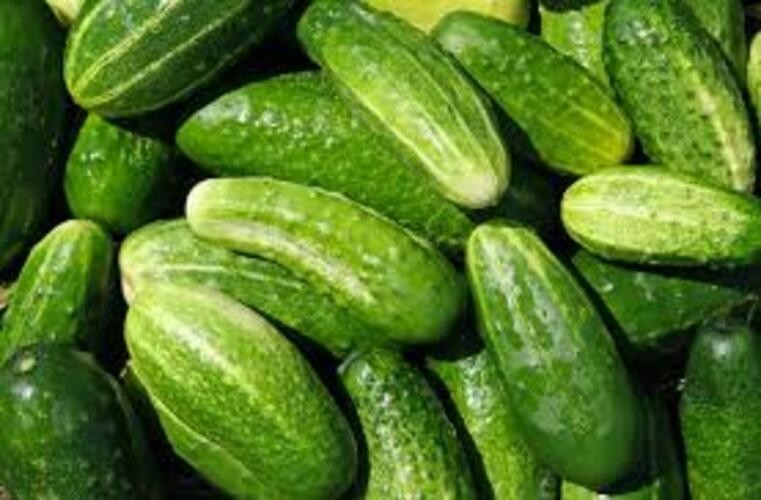 2 Marketmore Cucumber Plants in 4″ Pot, Vegetable GARDEN planting NON-GMO