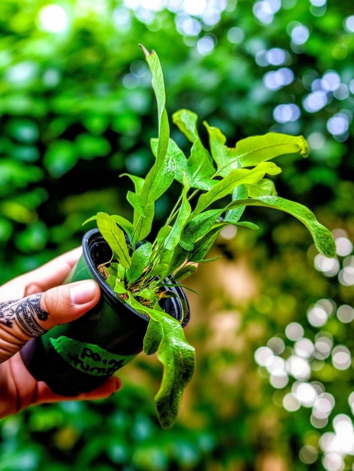 WOW! 9″ Tall Blue Star Fern (Phlebodium aureum) Blue Live Houseplant Plant
