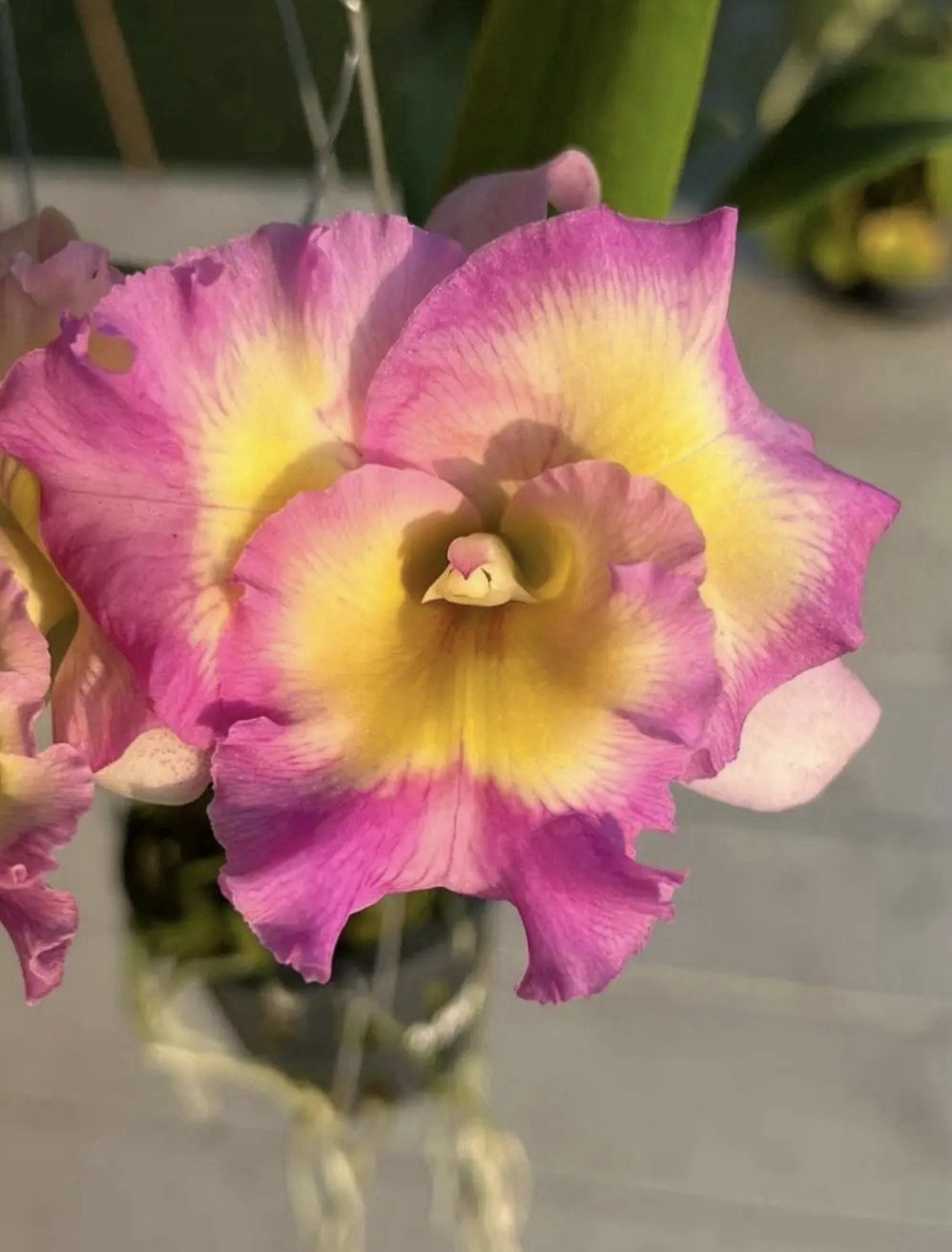 Rlc Rainbow Pink Yellow White Fragrant Mericlone Orchid Hybrid 4” Pot