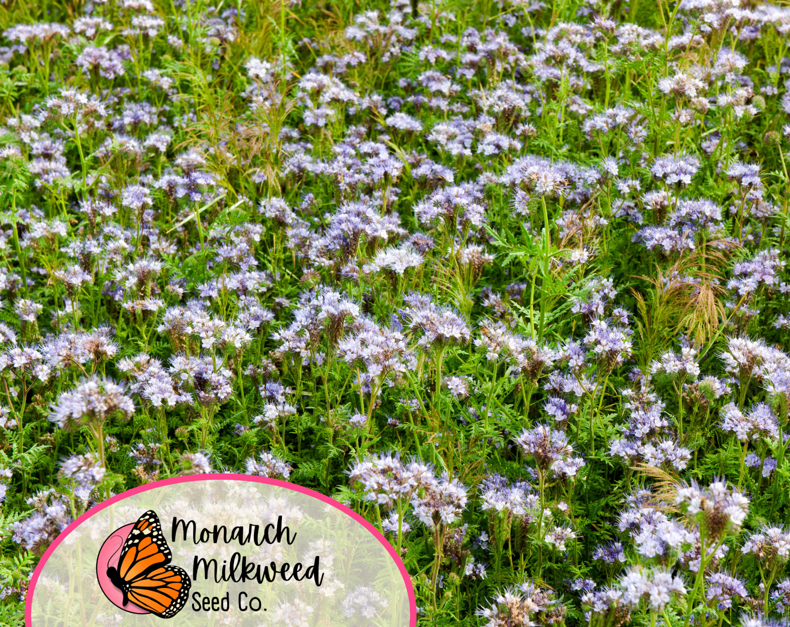4200+ Lacy Phacelia Seeds | Native Wildflowers Gardening, Phacelia tanacetifolia