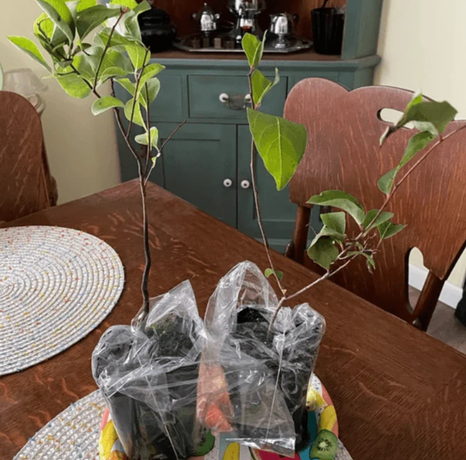 2 American Persimmon Tree – Live Plant in Quart Pot (6–12″ Tall)