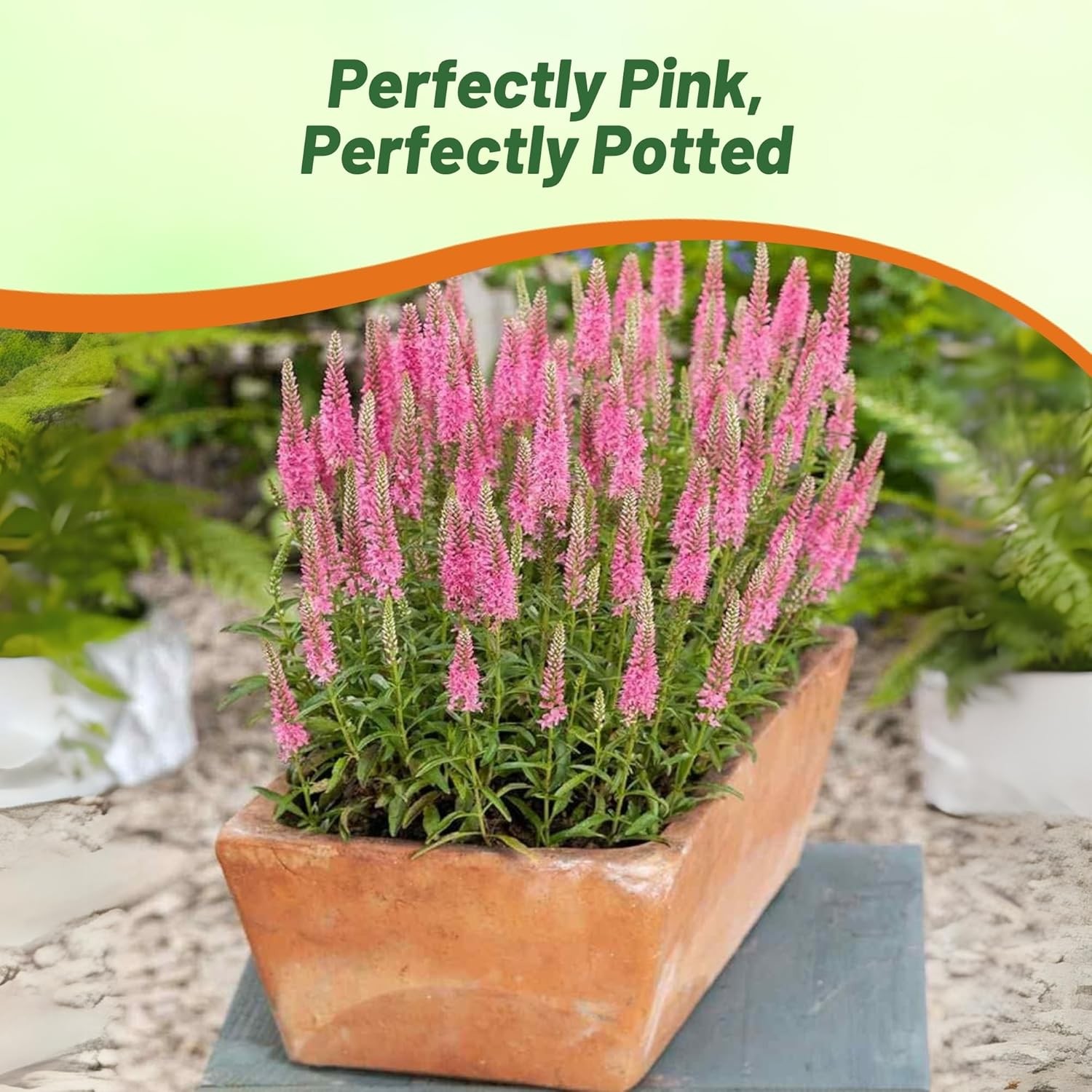 100 Seeds Veronica Spicata Pink Goblin Garden Spiked Speedwell Flower Seeds