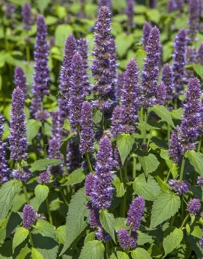 200+Hyssop Seeds Mint family Blue flowers Fragrant Perennial Herb Seeds USA