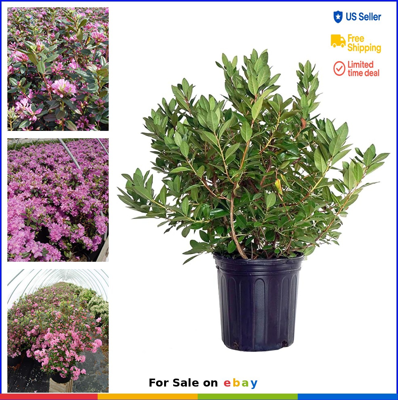 Rhododendron Evergreen Shrub Deep Pink Flowers 5-6ft Mature Height Partial Sun