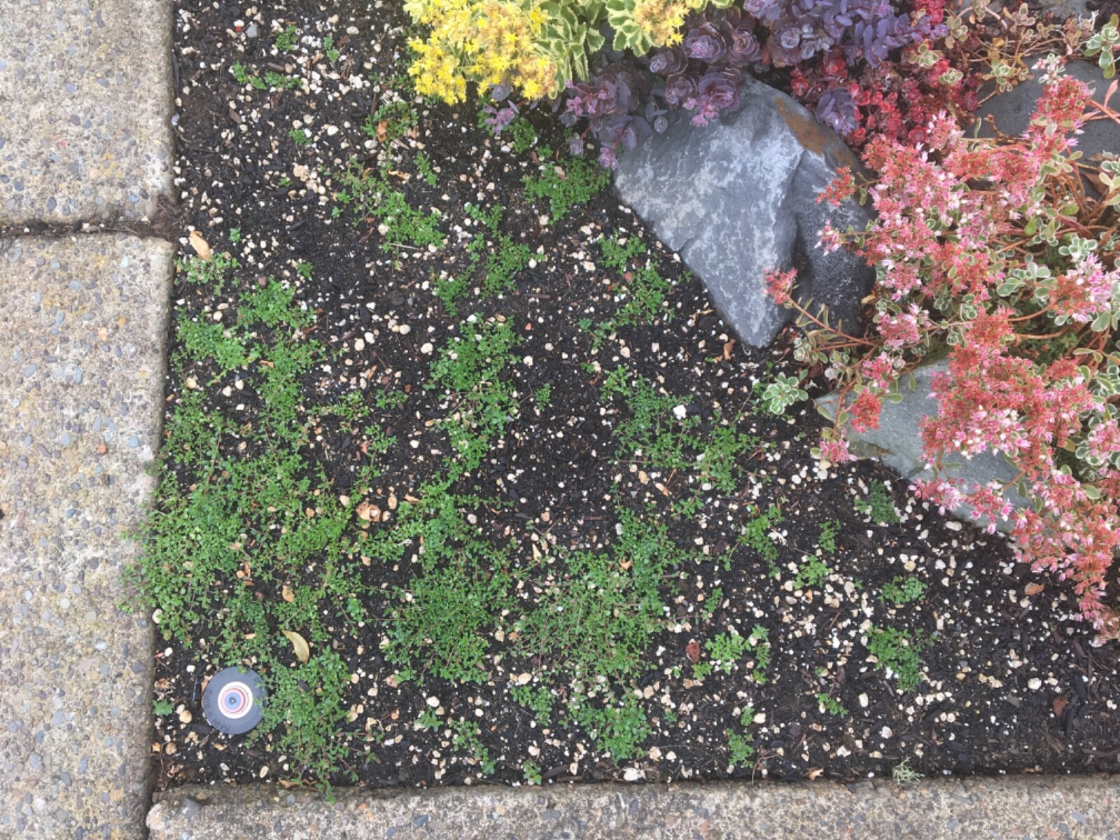 5,000 CREEPING ELFIN THYME SEEDS FOR GRASS REPLACEMENT, ROCK GARDENS, ETC.