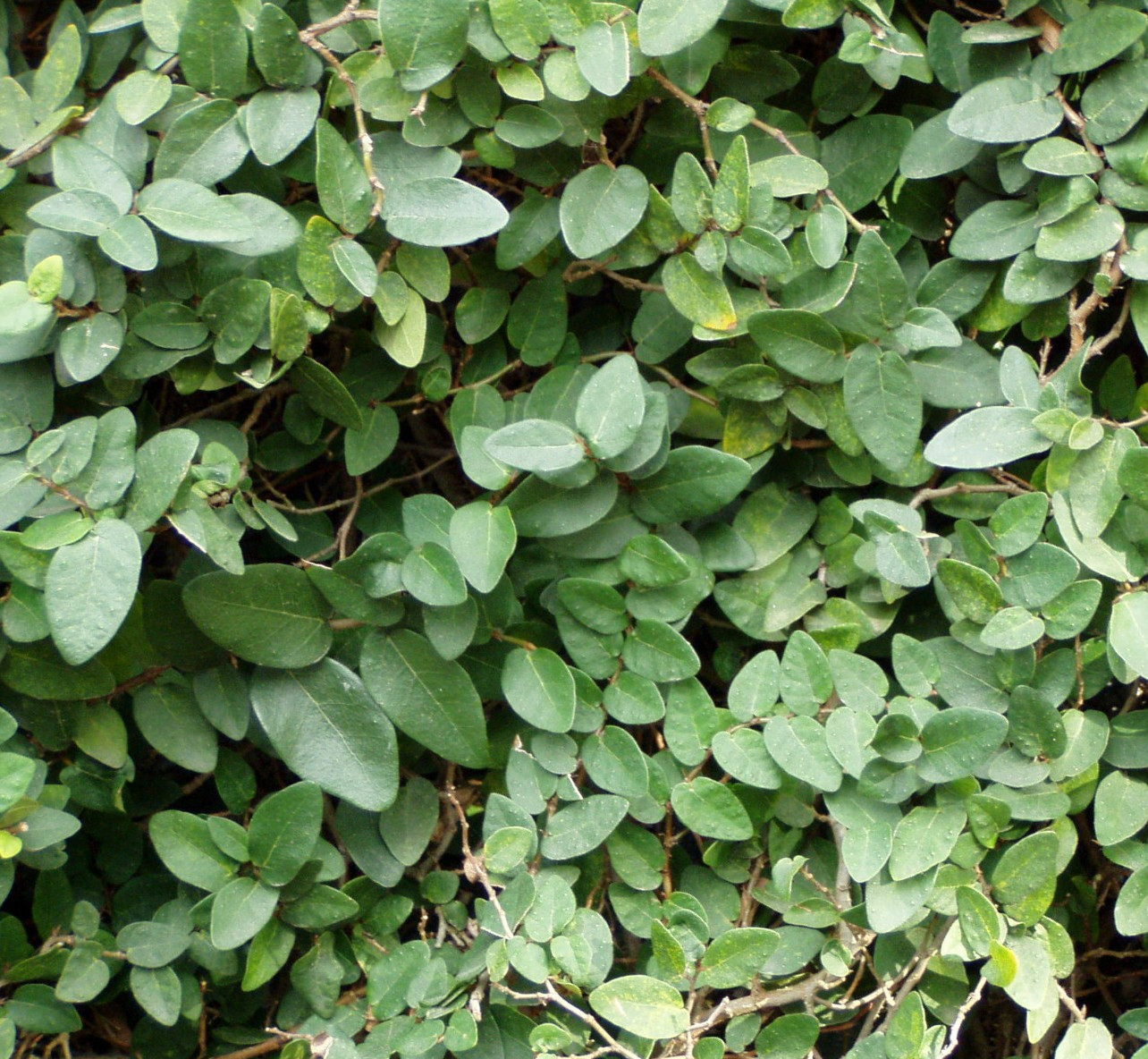 Creeping Fig (Ficus pumila) – 25 Plants in 3-1/2 inch Pots