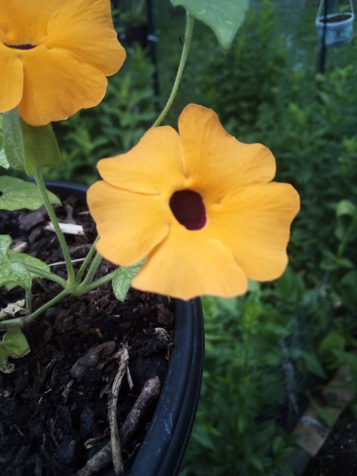 20 SEEDS BLACK EYED SUSAN VINE THUNBERGIA ALATA