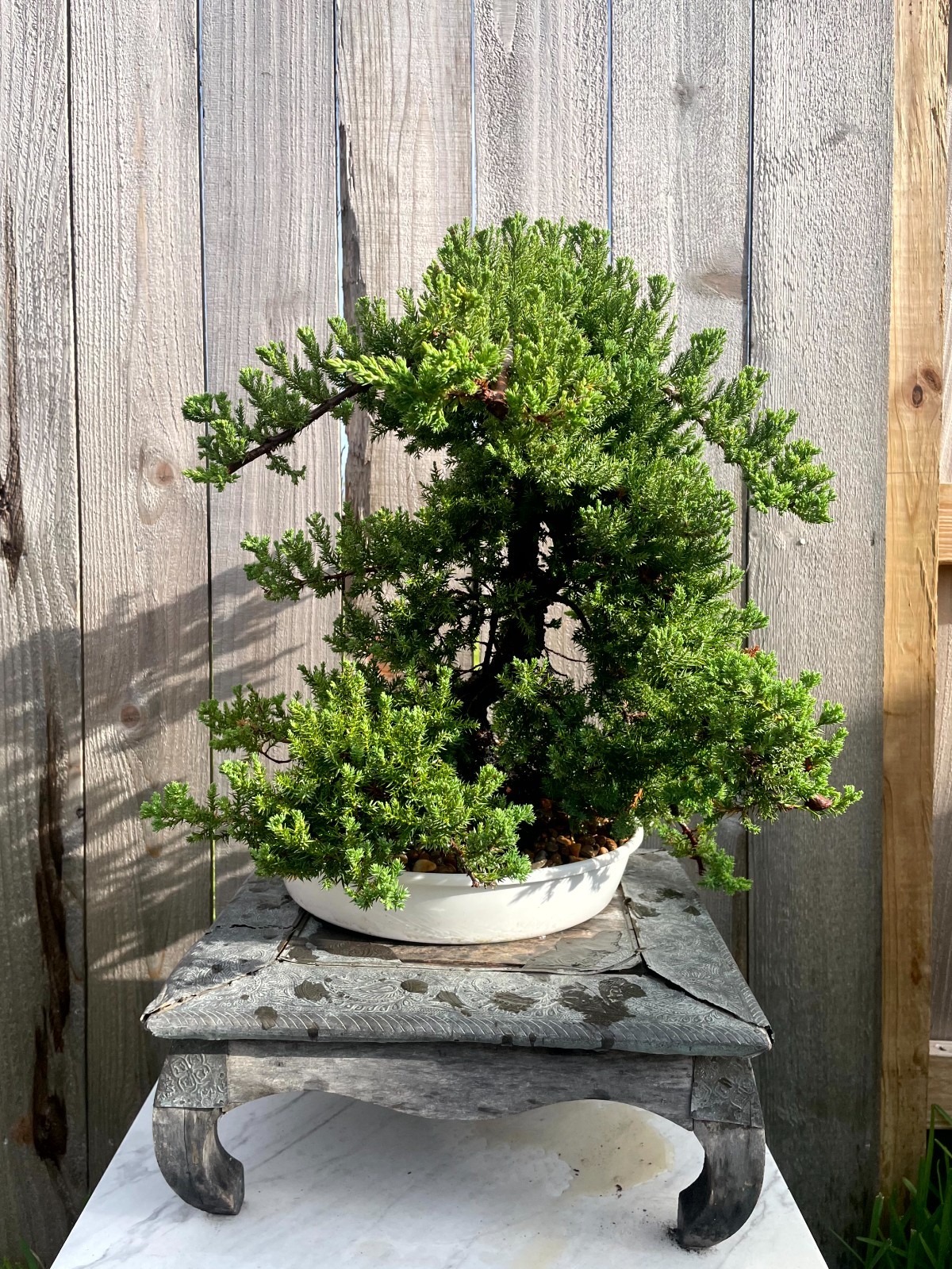AWESOME! FATHER’S DAY GIFT – Procumbens Nana Juniper Bonsai, 16 YR, Trunk #907