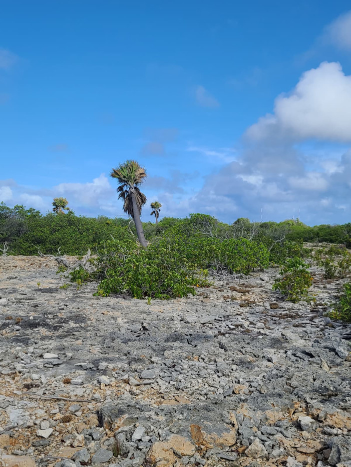 Sabal lougheediana – Extremely Rare Bonaire Palm | Conservation Grown | 1-Gallon