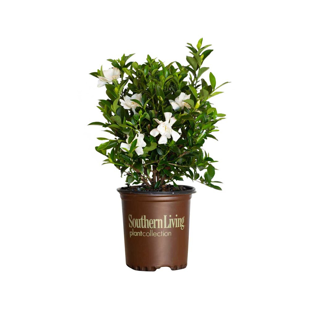 Flowering Evergreen Shrub with Fragrant White Blooms Full Sun to Part Shade Live