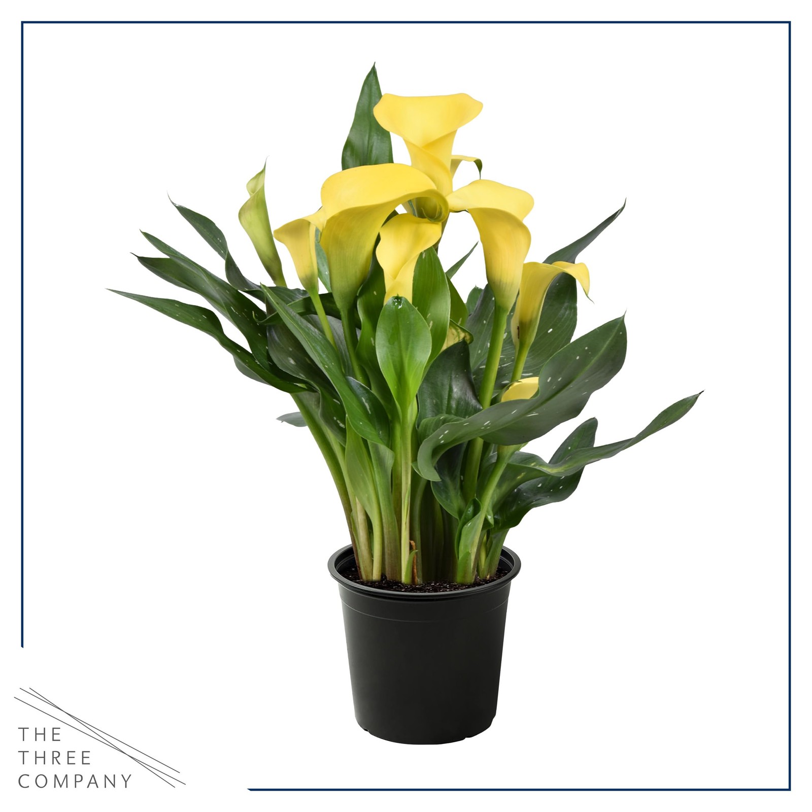 The Three Company Live Flowering Calla Lily 2 Plants Per – 3 – – 12 Tall