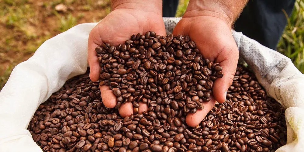 Costa Rican Tarrazu Coffee Bean Tree Seeds (25) / Organic / DELICIOUS / Easy