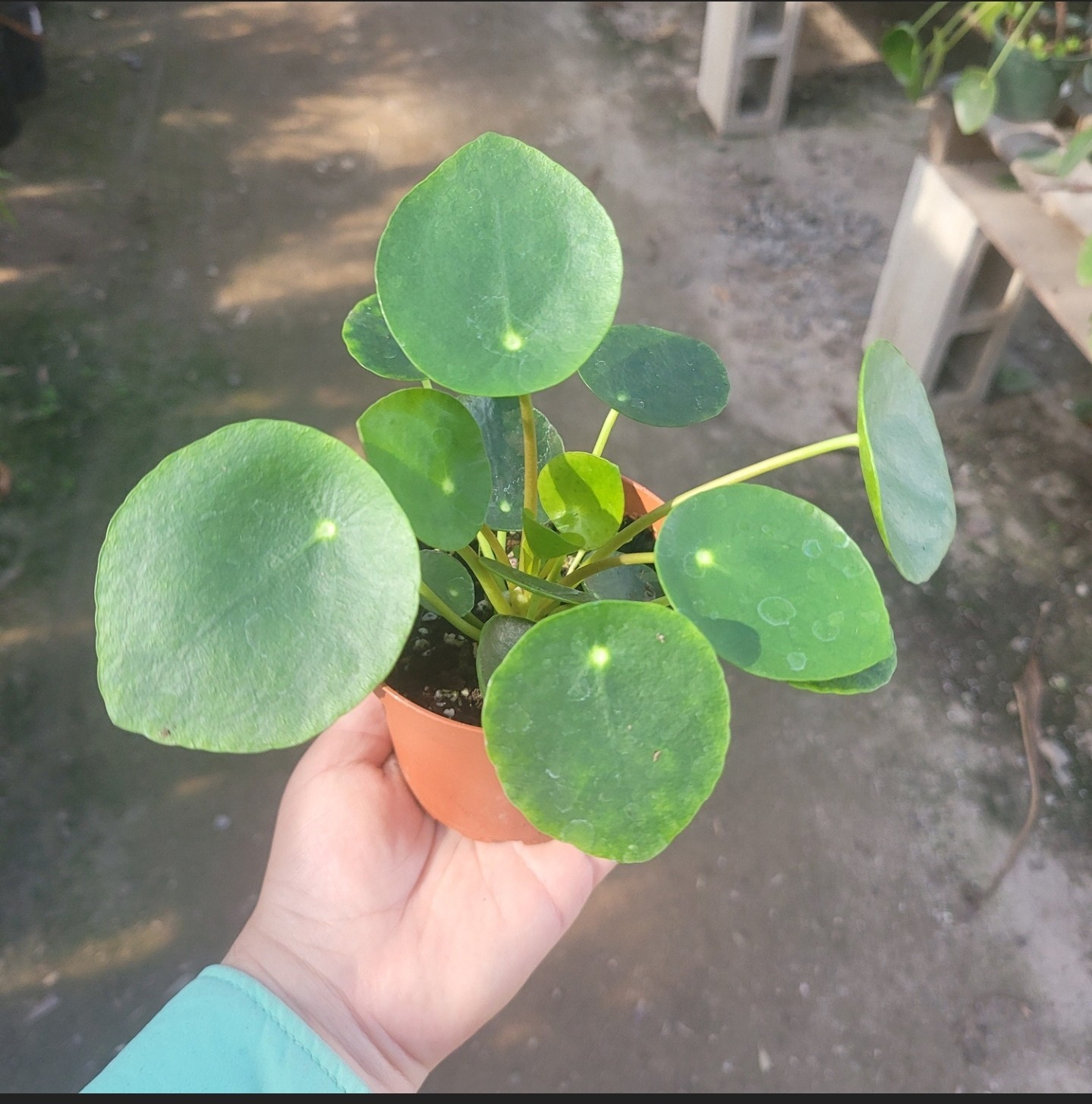Pilea Peperomioides | Chinese Money Plant | UFO Plant | Peperomia Plant 4 In Pot