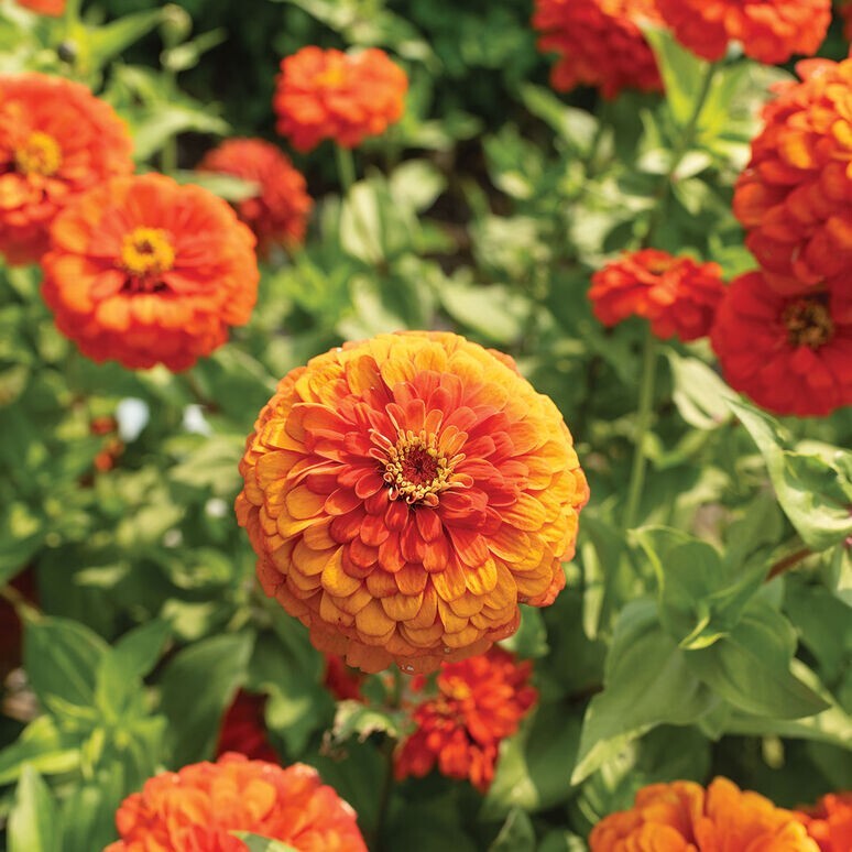 Zinnia Variety: Giant Orange, Giant Golden Yellow, Giant Deep Red, Giant White