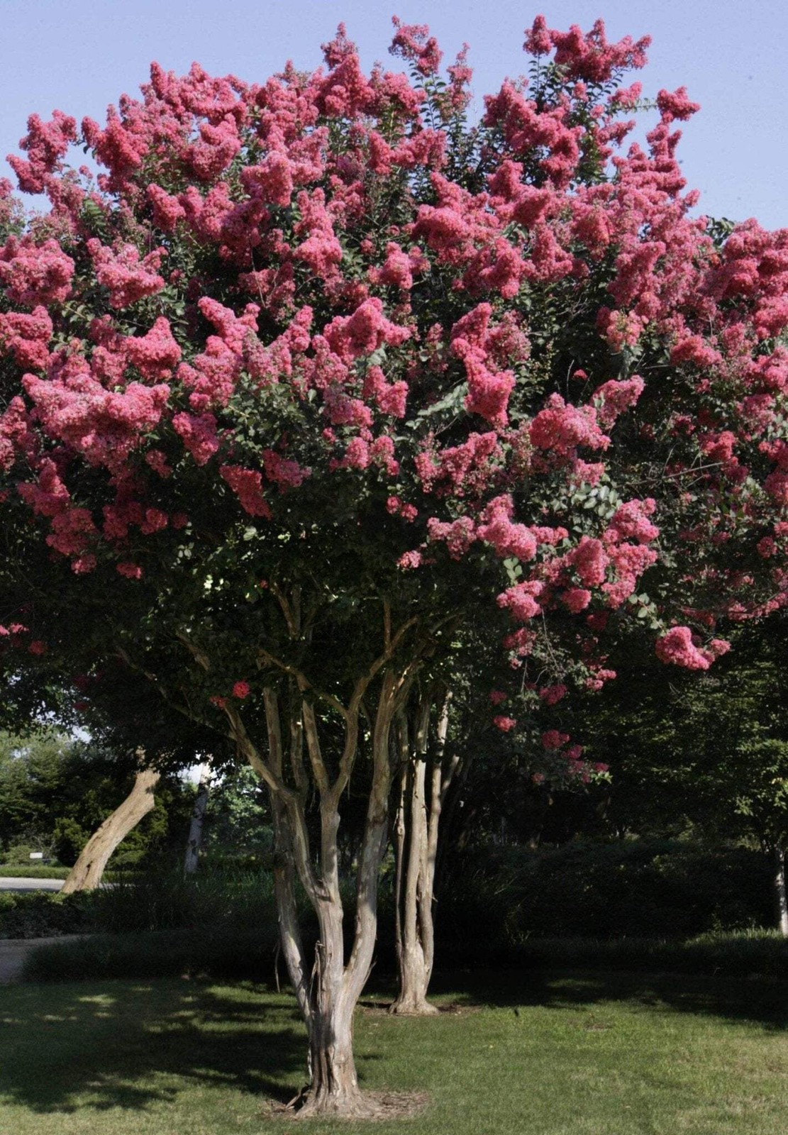 Osage Crape Myrtle: Unique and Delicate Blooms with Rapid Growth